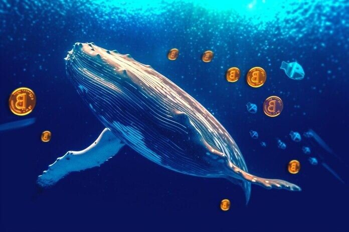 Bitcoin Whales Bullishly Buy Up Cryptocurrency