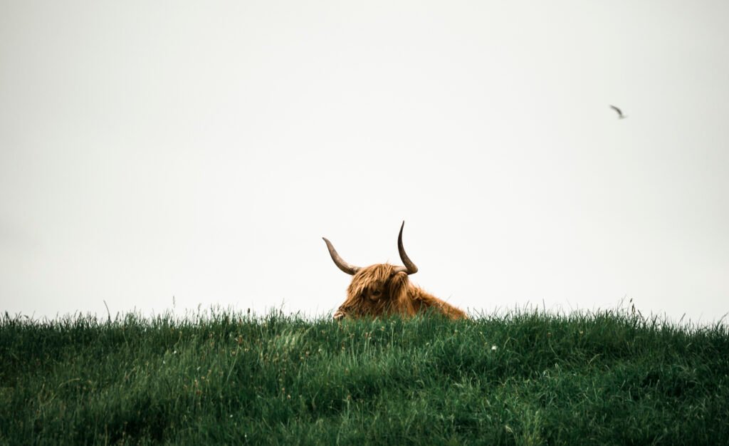 Bitcoin In ‘Euphoria Wave’ – How Long Until The Bull Run Ends?