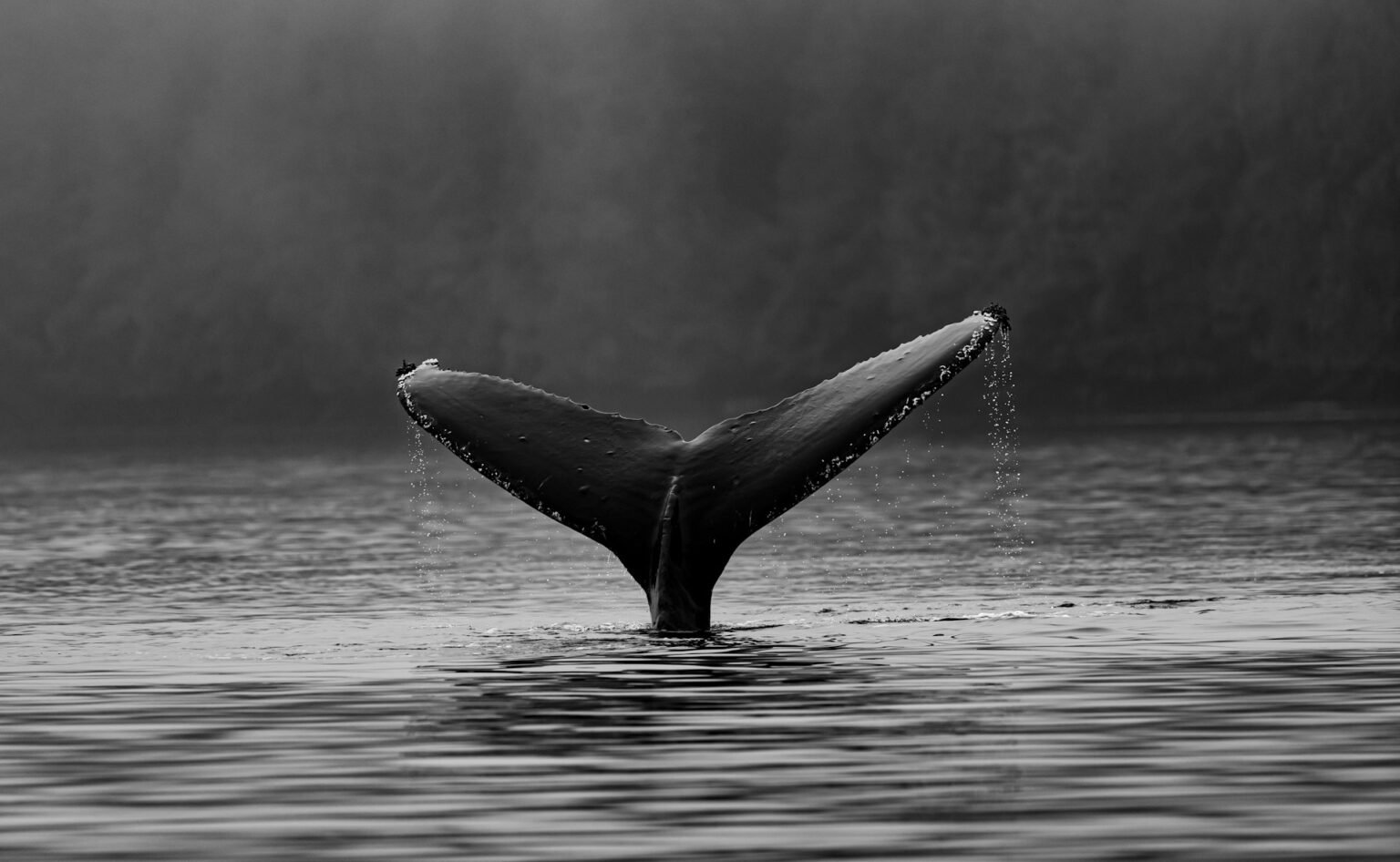 GMX Soars 20% Amid Crypto Whale Frenzy, ‘Turbo Mode’ Back?