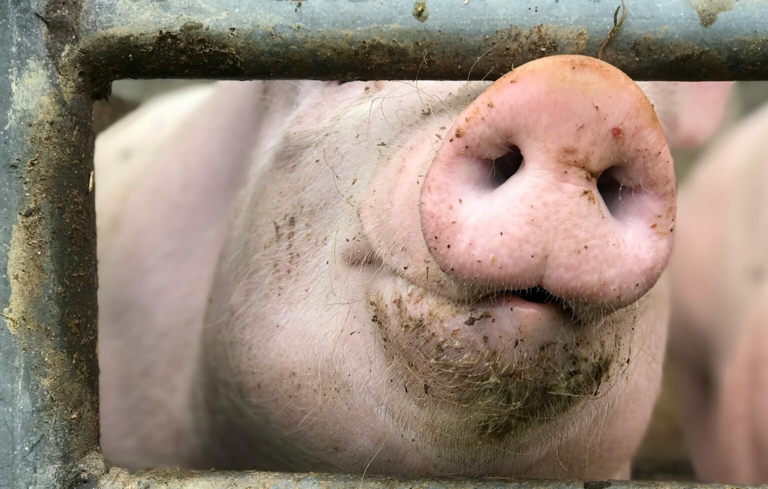 Crypto ‘Pig Butchering’ Scams Targeted In CFTC’s New Joint Crackdown